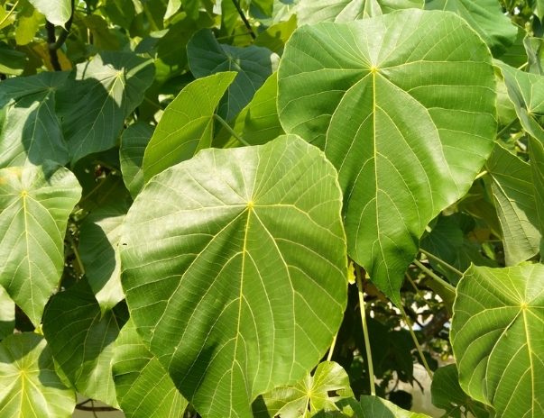 血桐葉用途