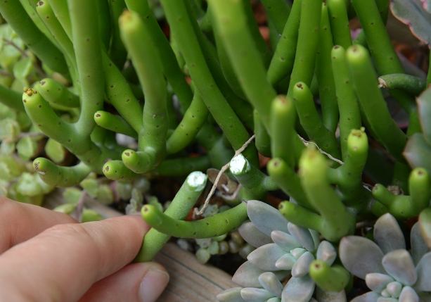 珊瑚大戟養護 珊瑚大戟養護