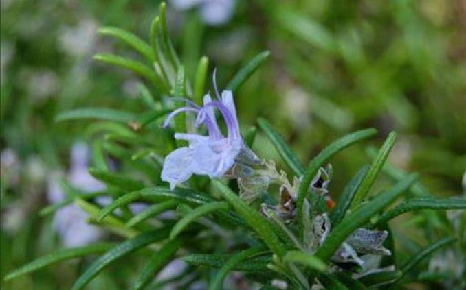 水族箱自然療法