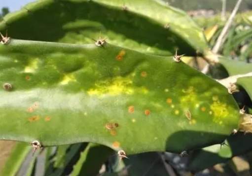 火龍果選購技巧