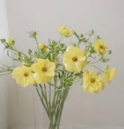 蝴蝶陸蓮花品種