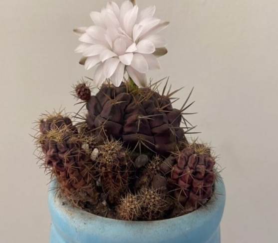 仙人掌開花原因