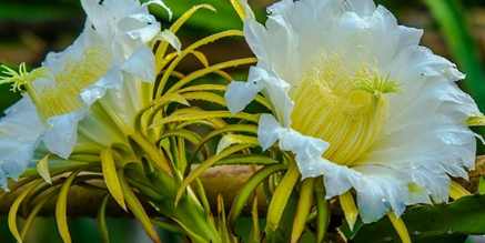 火龍果多久結果