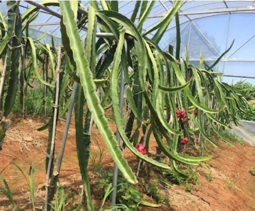 火龍果種植週期