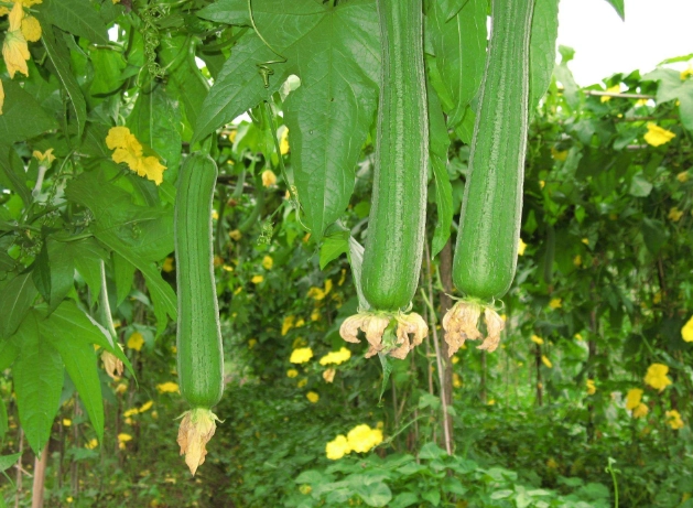 稜角絲瓜種植時間