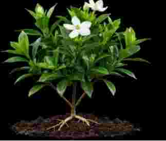 蝴蝶陸蓮花養護