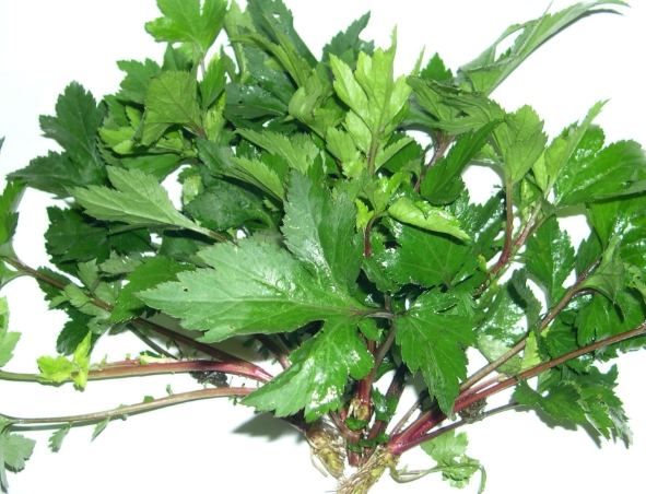 角菜營養 角菜營養