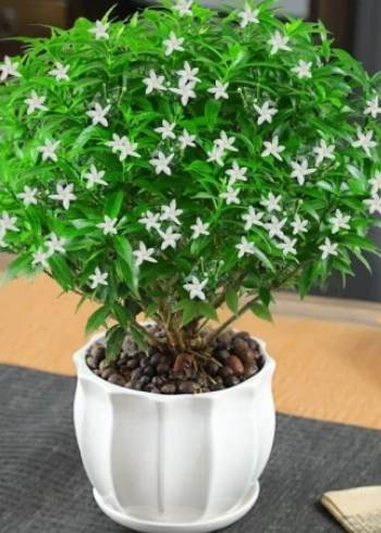 風車茉莉養護技巧