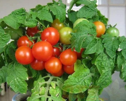 牛番茄盆栽種植