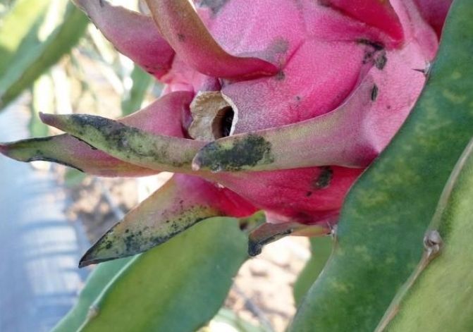 火龍果斑點原因