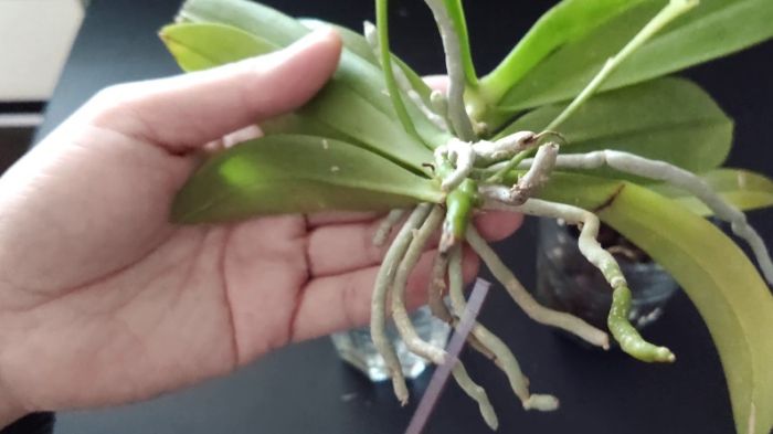 蝴蝶蘭葉子繁殖