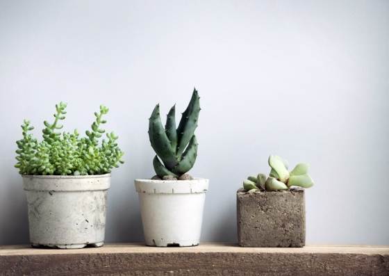 多肉植物換盆季節