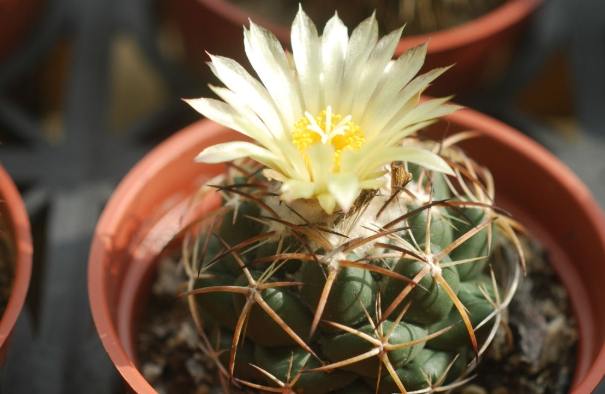 仙人掌開花原因