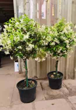 風車茉莉盆栽選購