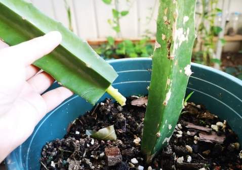 火龍果結果時間