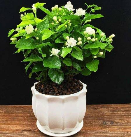 茉莉花扦插技巧