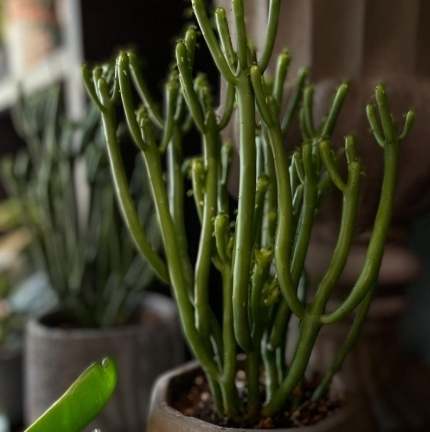 珊瑚大戟毒性 珊瑚大戟毒性