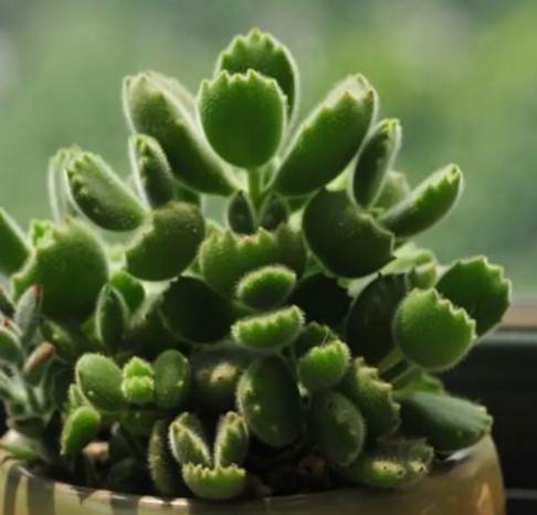 多肉植物徒長原因