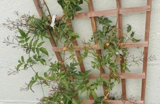 素馨花常見問題