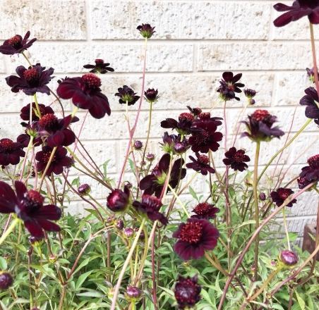 巧克力波斯菊種植