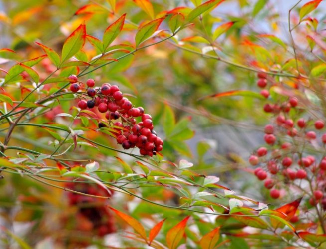 南天竹種子發芽