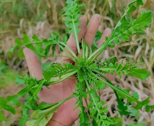 薺菜食用方法