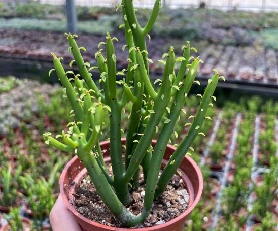 珊瑚大戟毒性 珊瑚大戟毒性