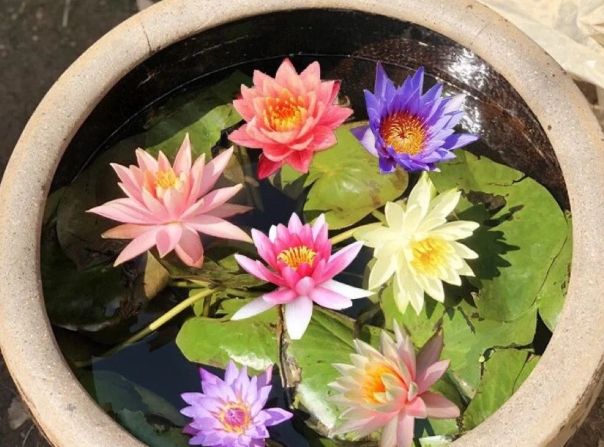 蓮花種子怎麼種