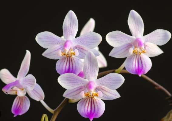 蝴蝶蘭花梗芽照顧