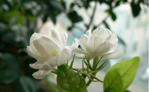 種子發芽技巧 種子發芽技巧