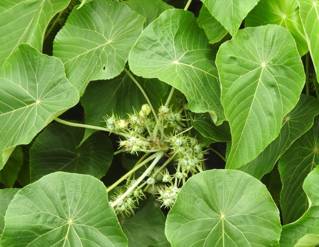 血桐葉栽培方法