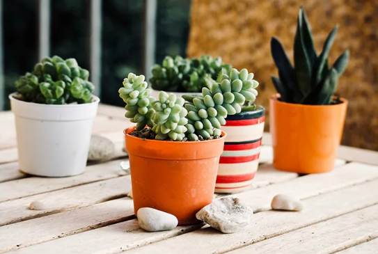 多肉植物換盆技巧