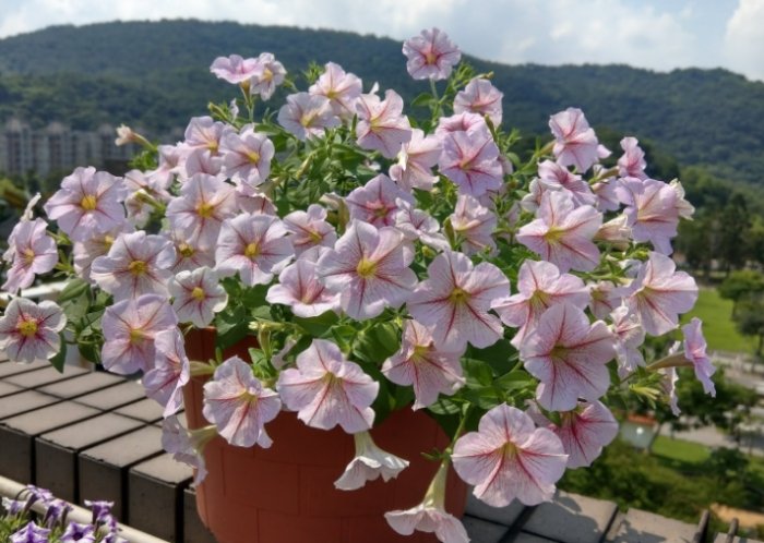 矮牽牛盆栽