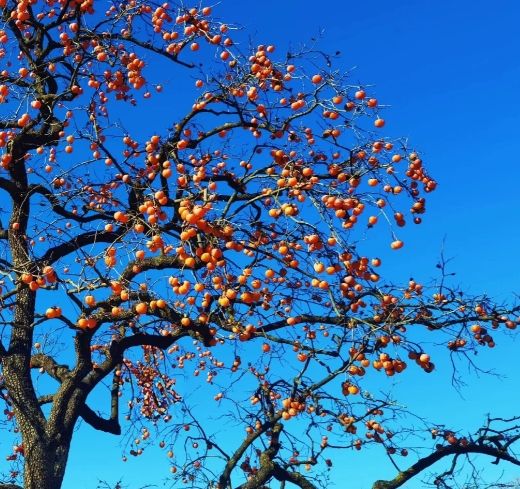 柿子樹種植 柿子樹種植