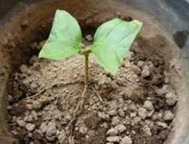 茉莉花壓條步驟