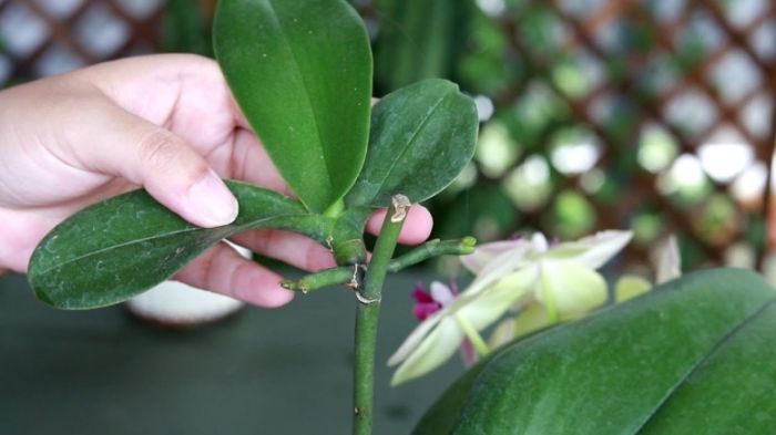 葉子繁殖技巧
