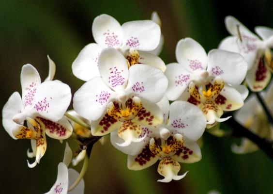 蝴蝶蘭繁殖方法