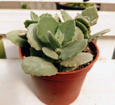 千兔耳養護方法