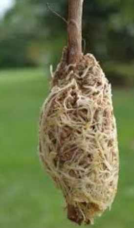 茉莉花扦插技巧