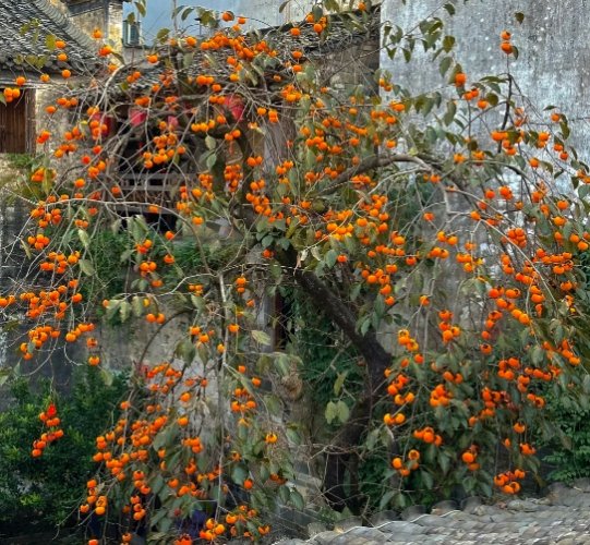 柿子樹種植 柿子樹種植