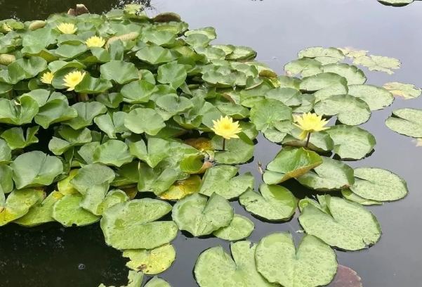 睡蓮不開花怎麼辦