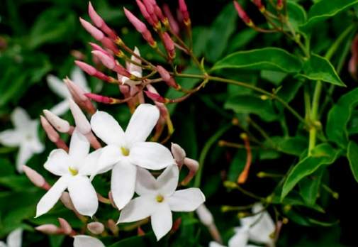 素馨花照顧技巧