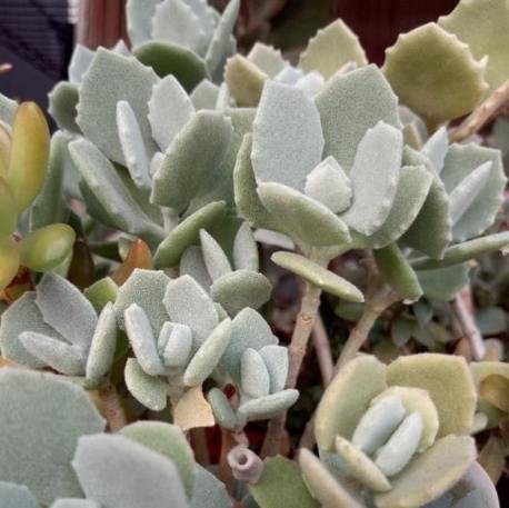 多肉植物千兔耳