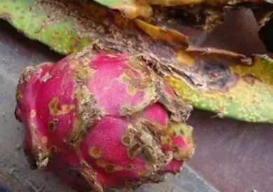 火龍果種植問題