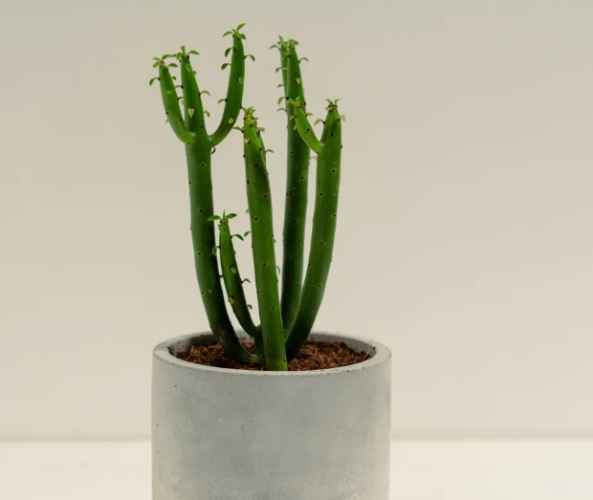 珊瑚大戟養護 珊瑚大戟養護