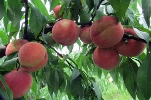 水蜜桃土壤改良