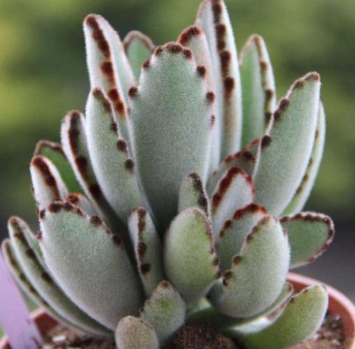 多肉植物千兔耳品種