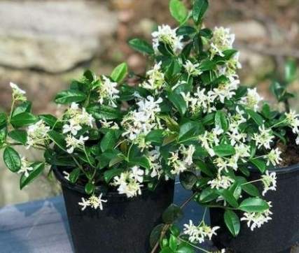 風車茉莉生長速度