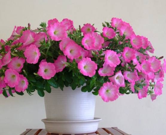 矮牽牛種子發芽