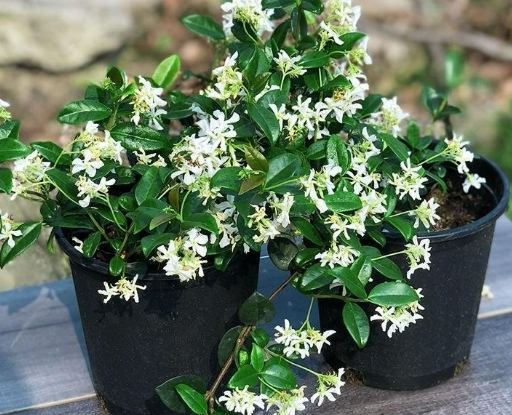 風車茉莉盆栽種植